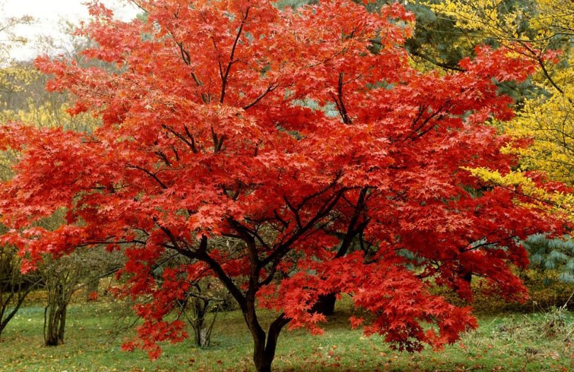 Amur Maple — фото