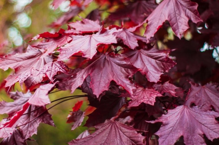 Japanese Maple 'Royal Red' — фото