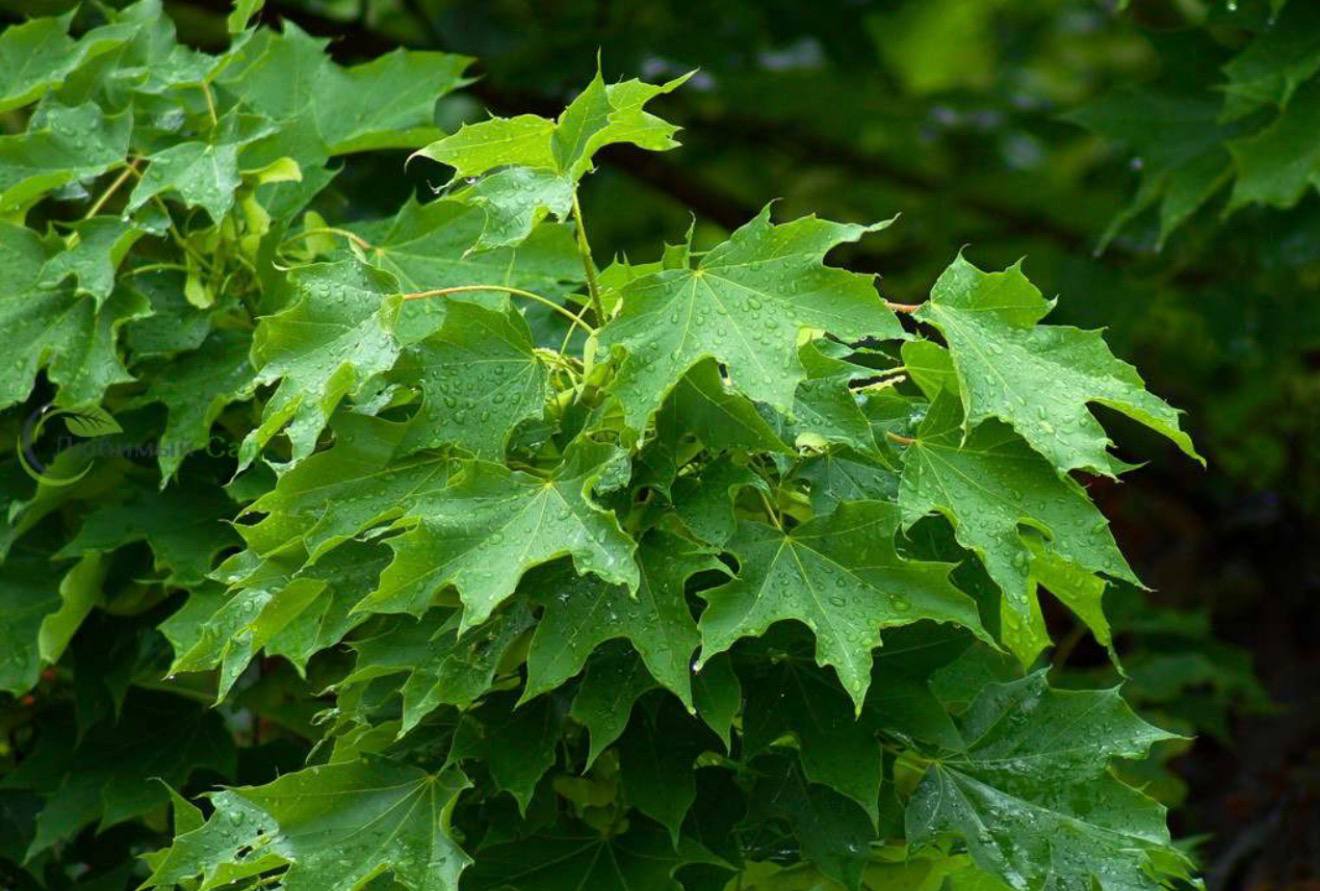 Norway Maple — фото