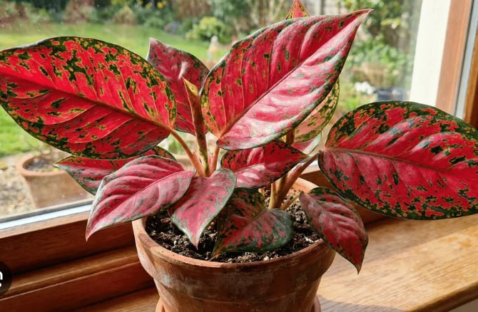 Aglaonema — фото