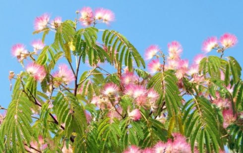 Woman's Tongue Tree, Silk Tree — фото
