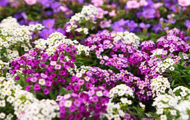 Alyssum 'Primorsky North Face Lavender' — фото
