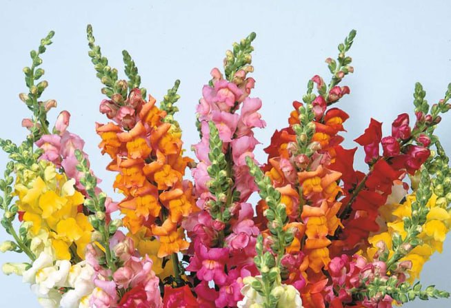 Common snapdragon — фото
