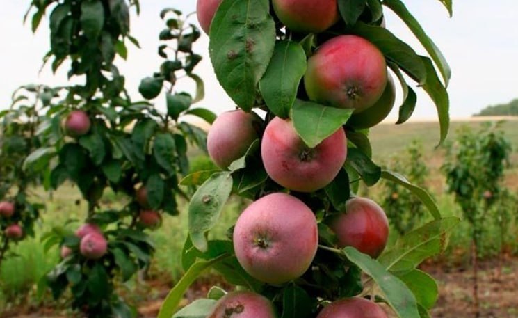 Columnar Apple Tree — фото