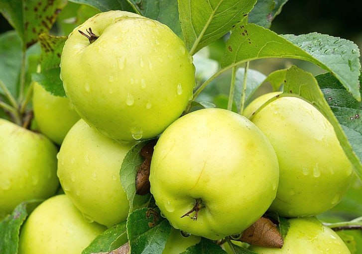 Apple Tree Antonovka — фото