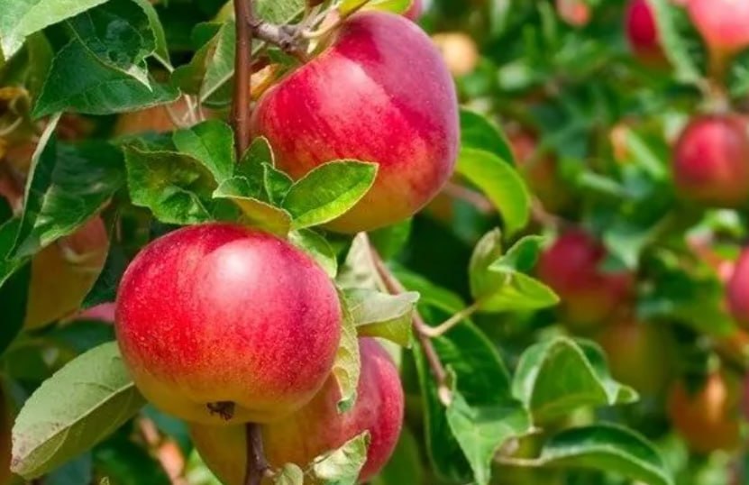 Apple Tree 'Carpet' — фото