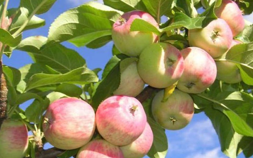 Dwarf Apple Tree — фото