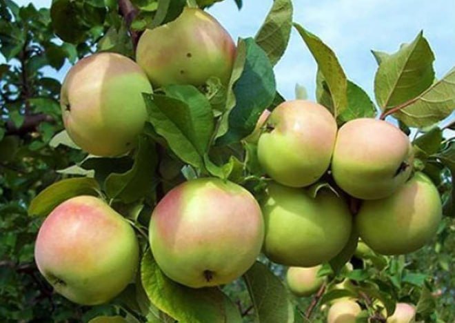 Apple Kutuzovets — фото