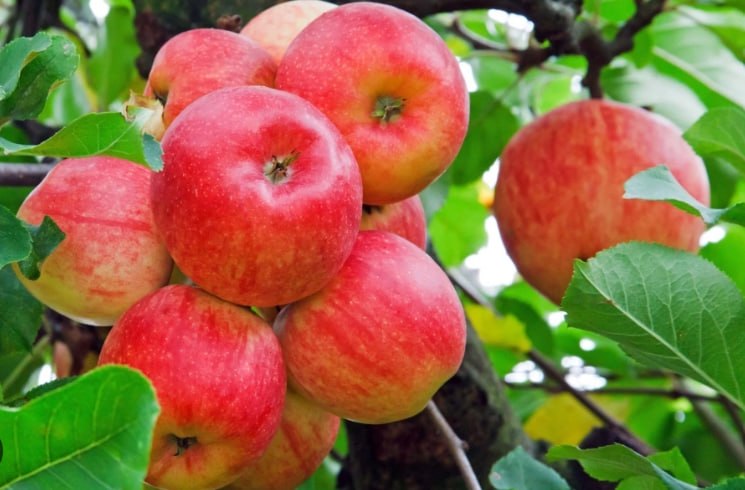 Apple Tree Mantet — фото
