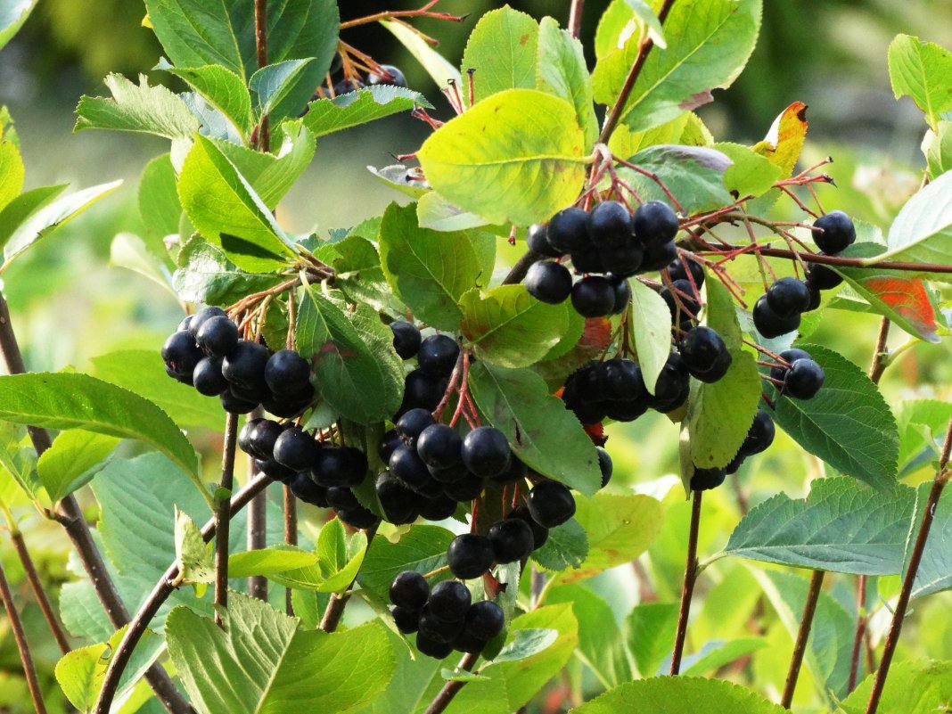 Black Chokeberry — фото