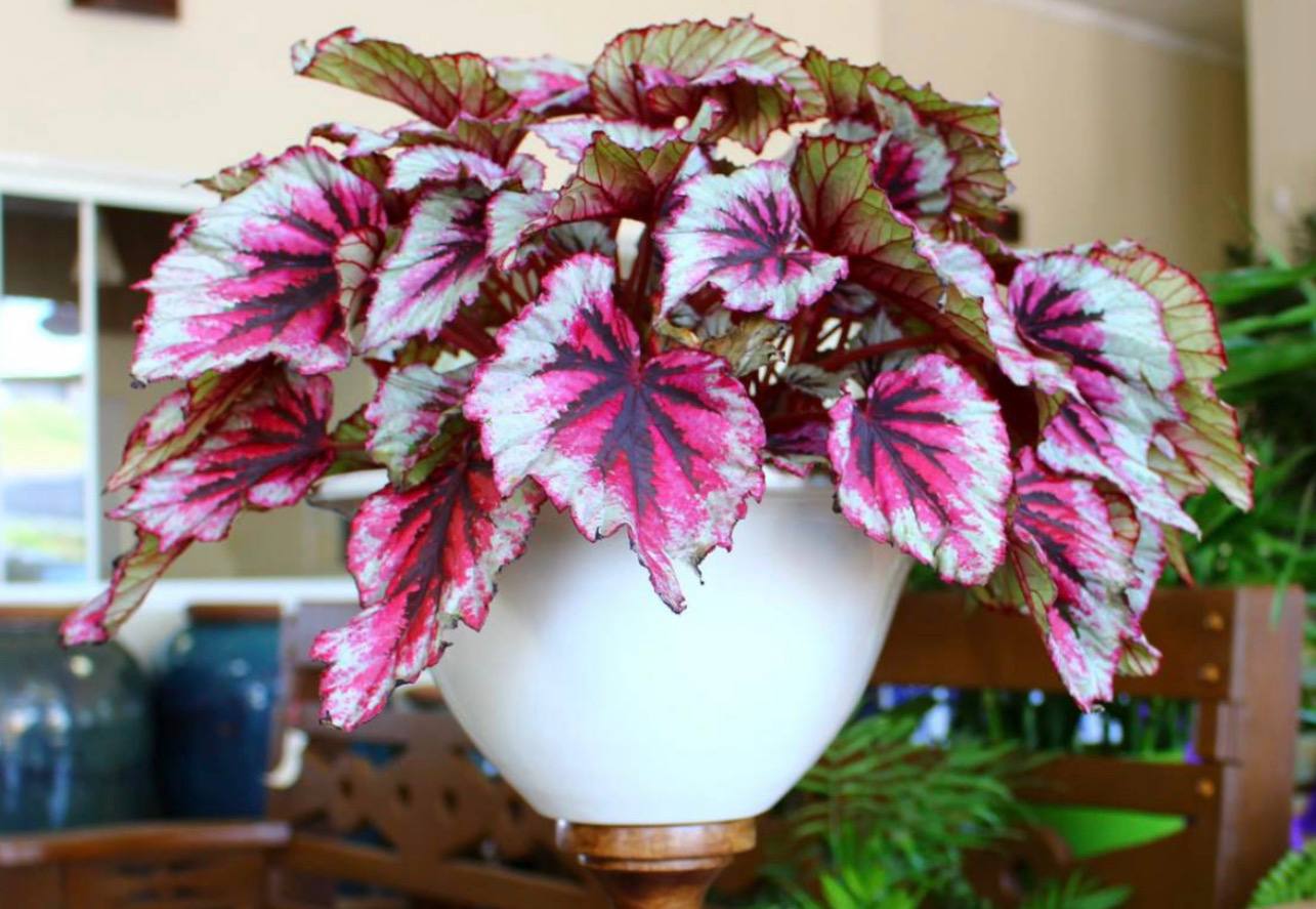 Rex Begonia — фото
