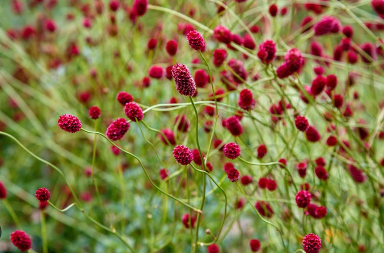 Bloodwort — фото