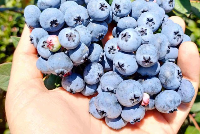 Blueberry 'Bluecrop Northland' — фото