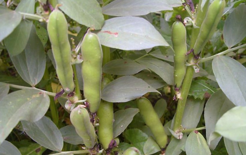 Broad Beans — фото