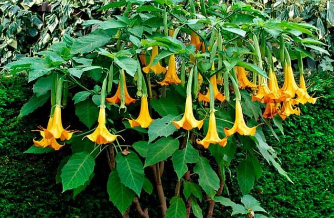 Brugmansia — фото