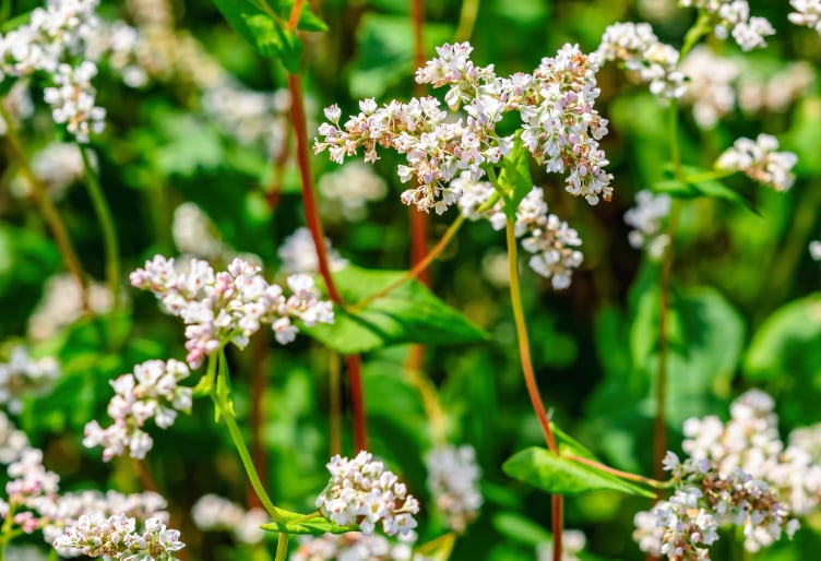Fagopyrum esculentum — фото