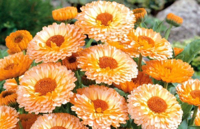 Calendula 'Pink Surprise' Marigold — фото