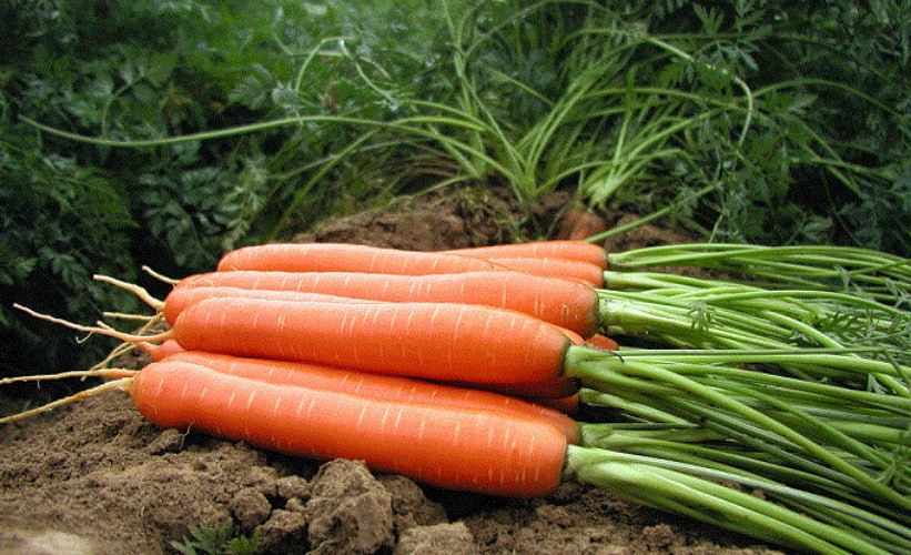 Carrot Canada — фото
