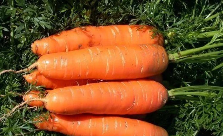 Carrot 'Nantskaya 4' — фото