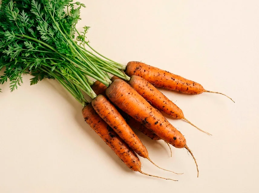 Carrot Queen Of Autumn — фото