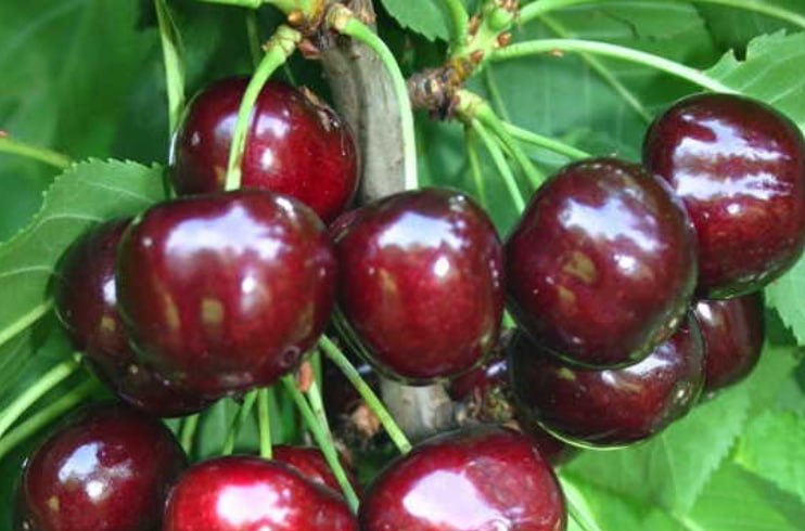 Cherry 'Big Star' — фото