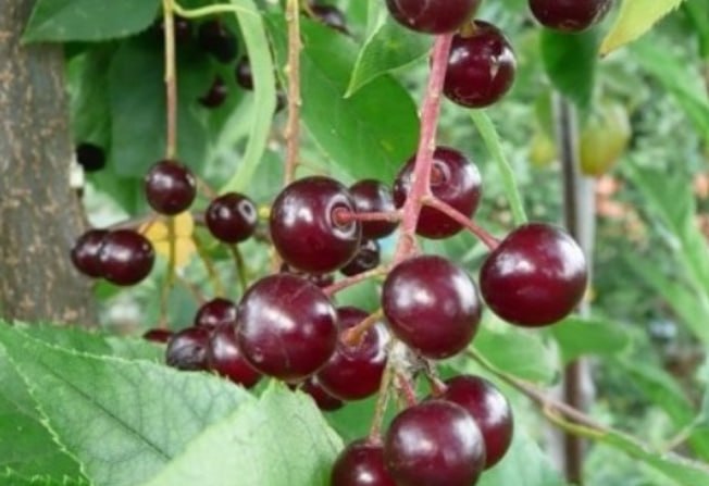 Cherry-bird cherry hybrid 'Zhar-ptitsa' — фото