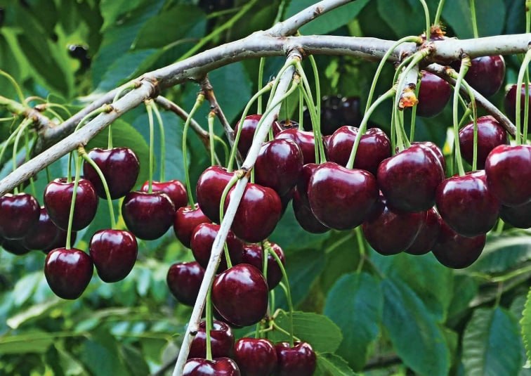 Cherry 'Bychye Serdce' — фото