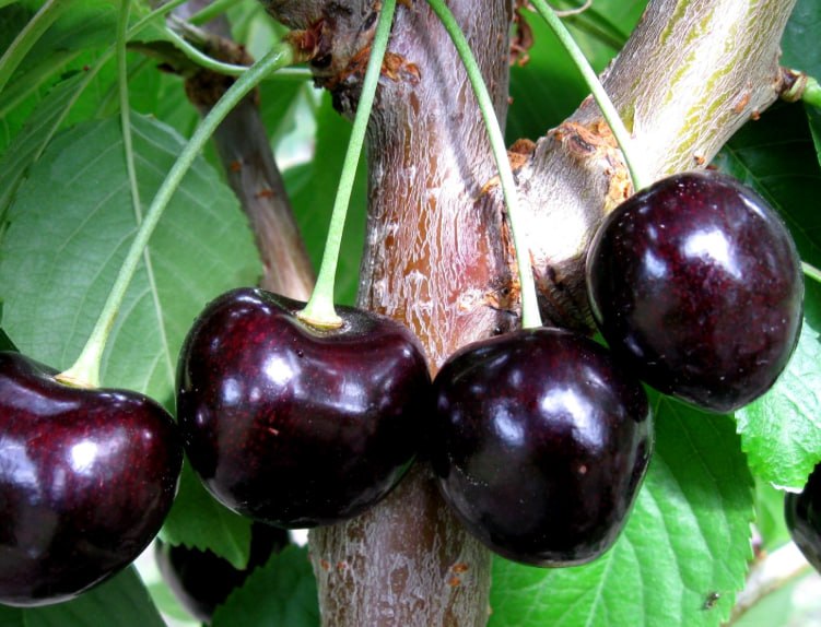 Sweet Cherry 'Dayber Black' — фото