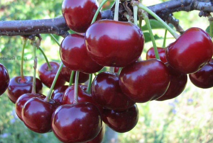 Cherry Dyuk Nochka — фото