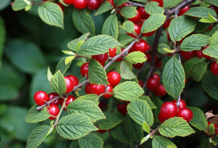 Feltleaf cherry — фото