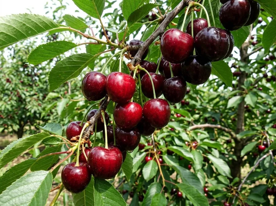 Sweet cherry «Valery Chkalov» — фото