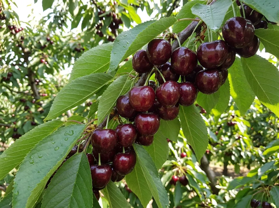 Sweet cherry «Iput» — фото
