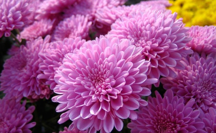 Chrysanthemum — фото