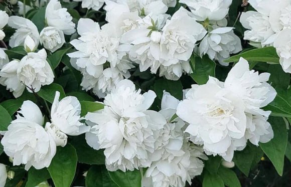 Mock orange 'Snowstorm' — фото