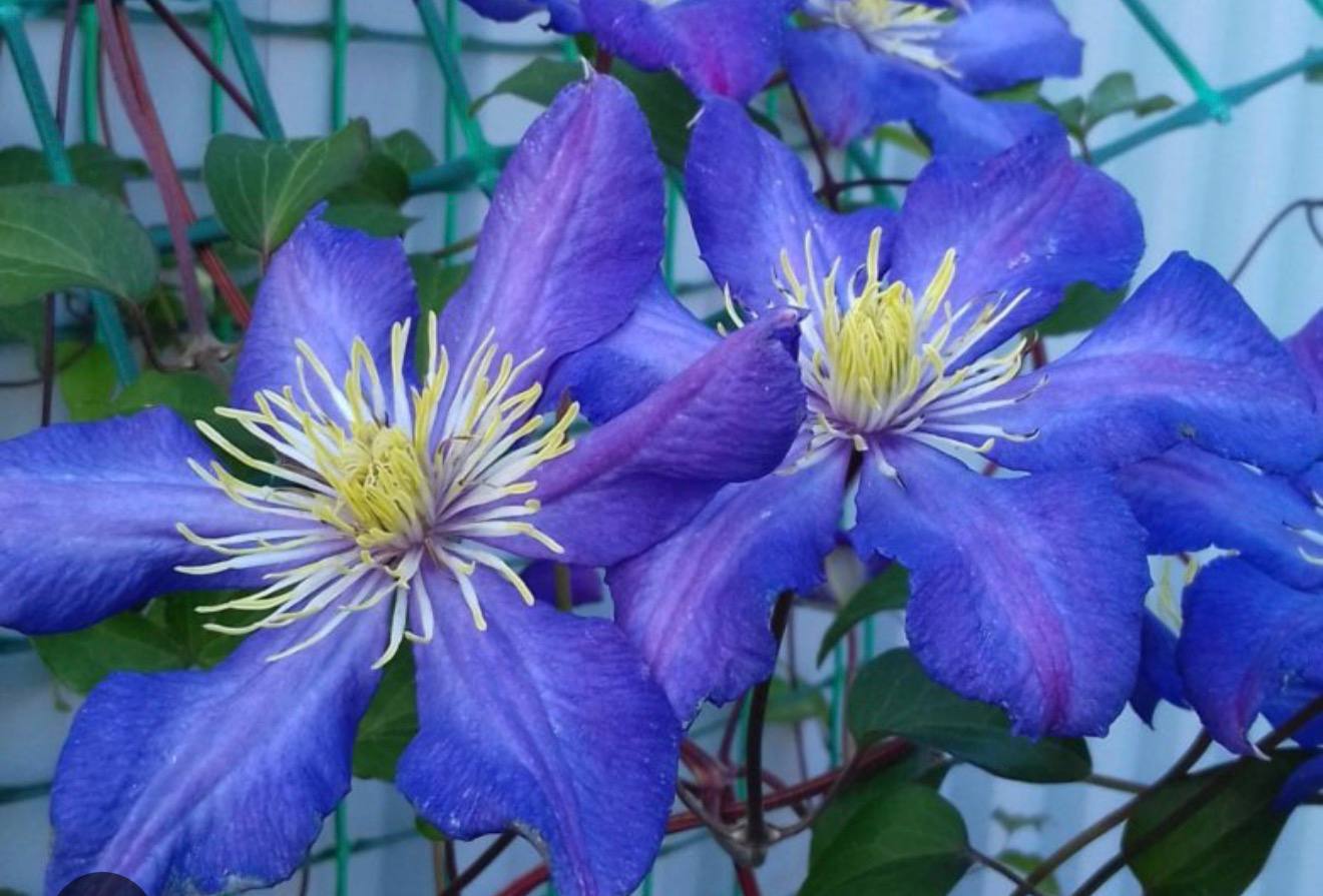 Clematis 'Biryuzinka' — фото