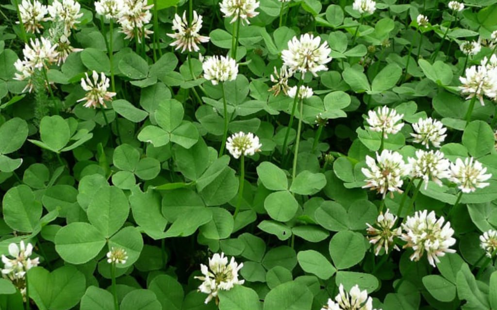 Red Clover (Meadow Clover) — фото