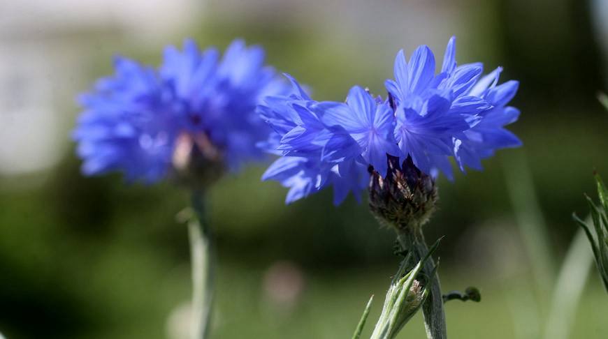 Cornflower — фото