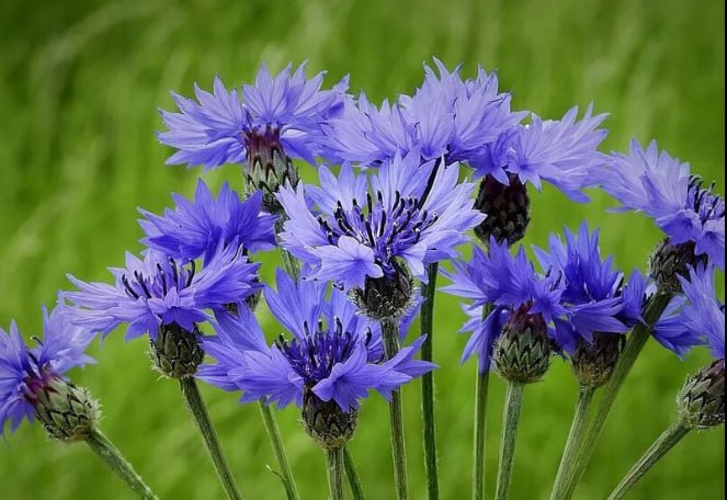 Mountain cornflower — фото