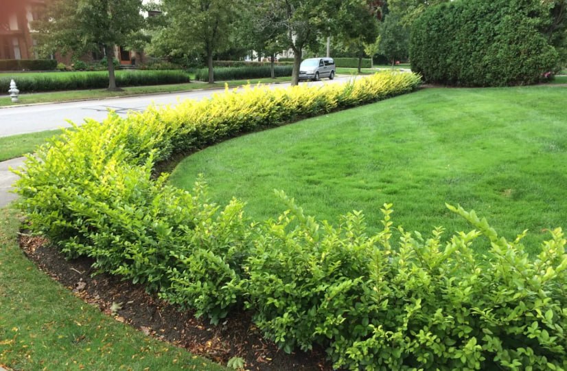 Shiny Cotoneaster — фото