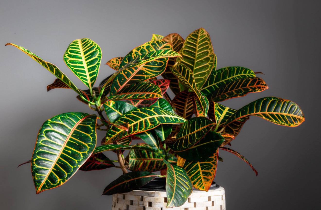 Croton, Codiaeum variegatum — фото