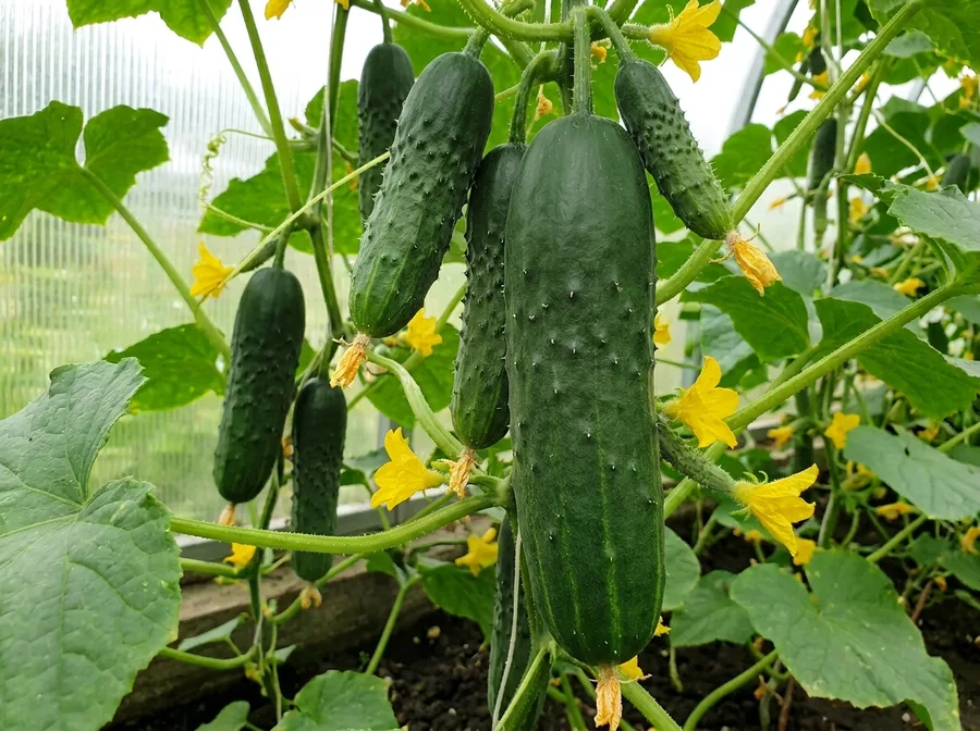 Cucumis sativus L. 'Aprelskiy F1' — фото