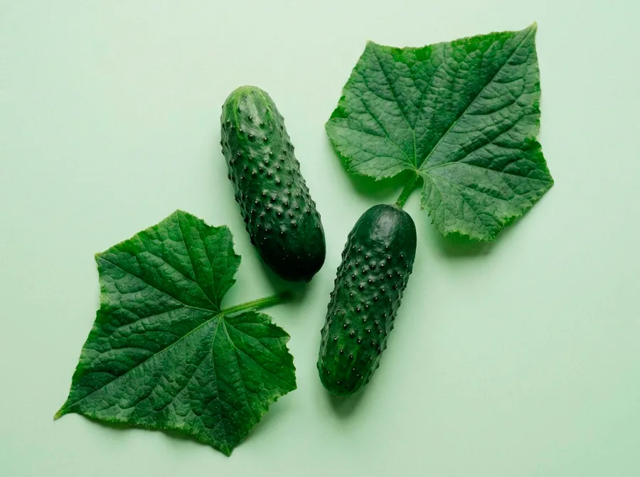 Cucumber Claudia F1 — фото