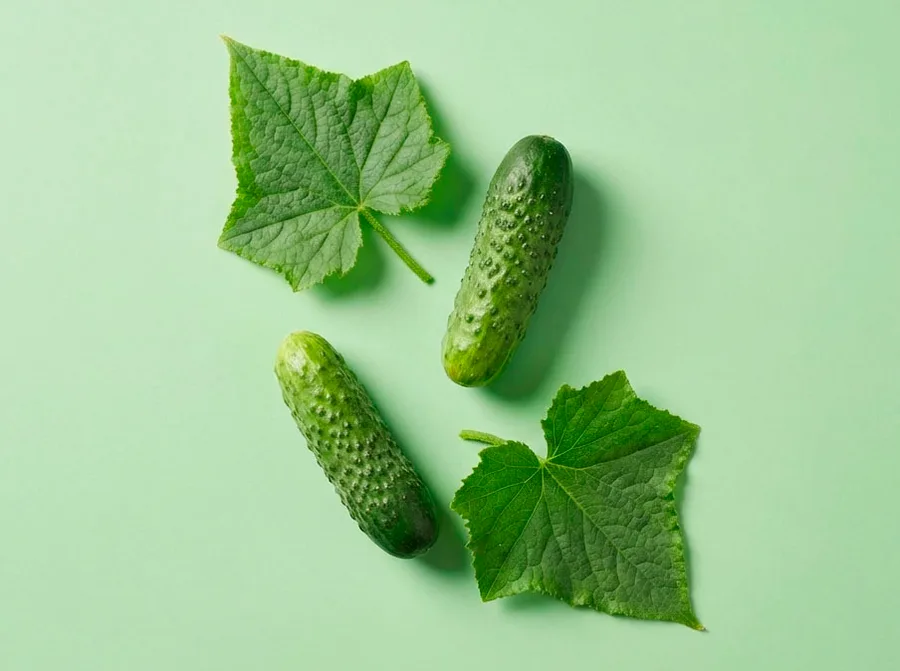 Cucumber Cornichon — фото