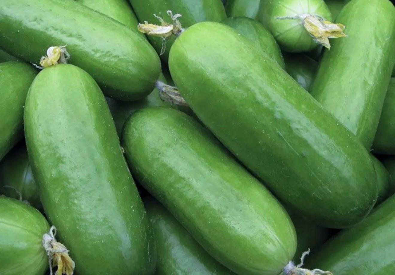 Cucumber 'Fontina' F1 — фото