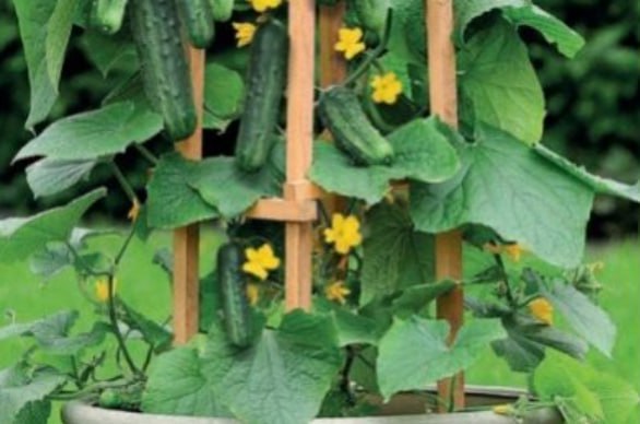 Indoor Cucumber Hikmet F1 — фото