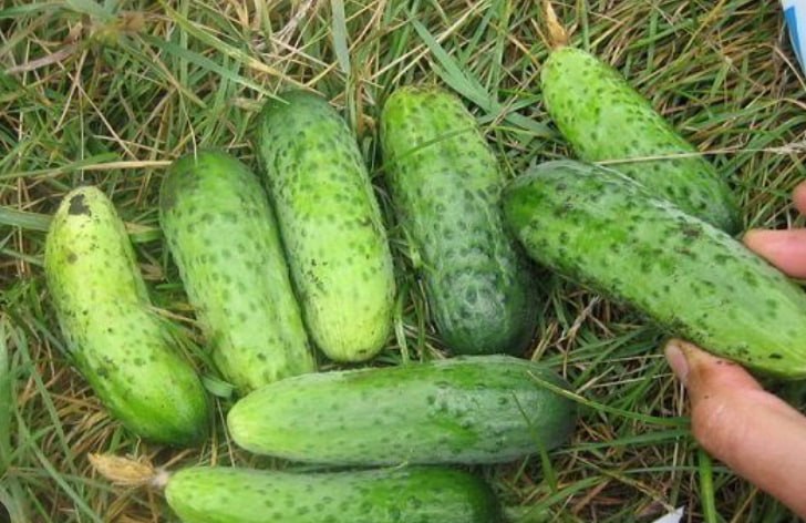 Cucumber Palmchik — фото
