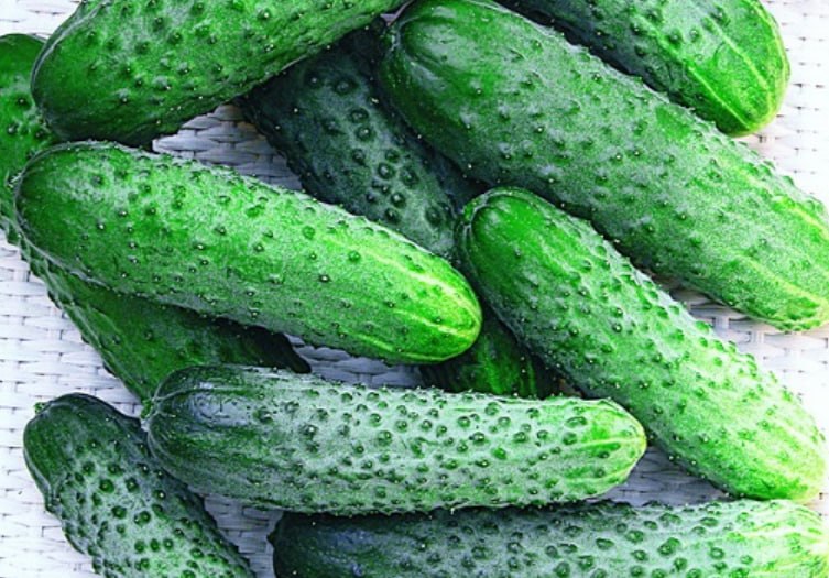 Cucumber Parisian Cornichon — фото