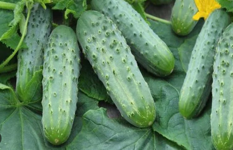Cucumber 'Podarok' — фото