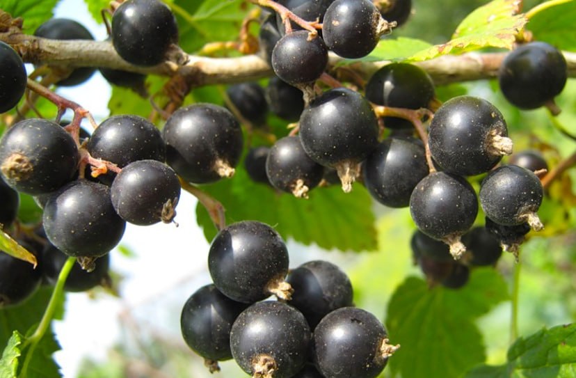 Black Currant 'Harmony' — фото
