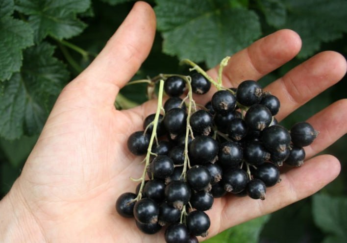 Black Currant 'Selechenskaya' — фото